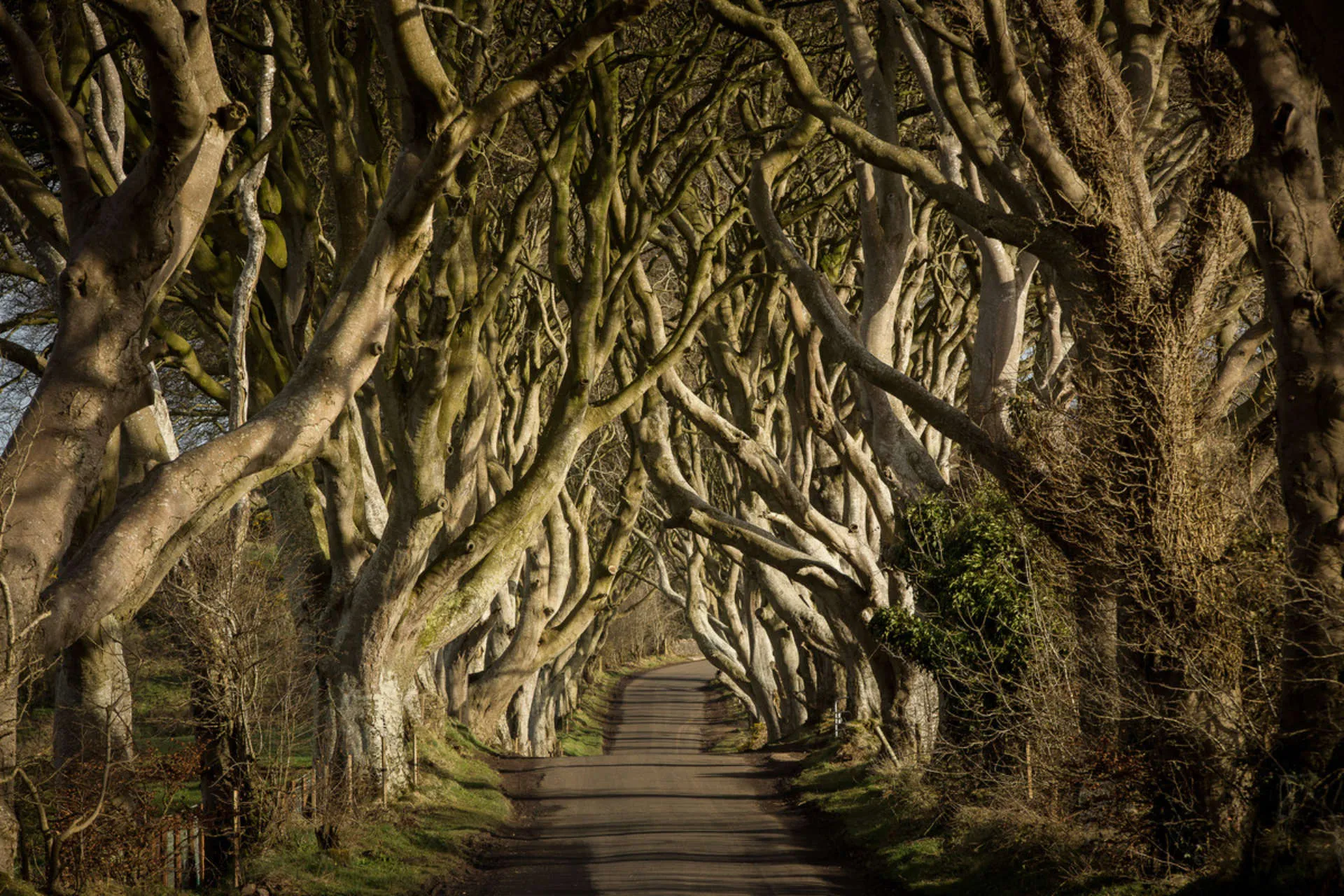 Dark Hedges